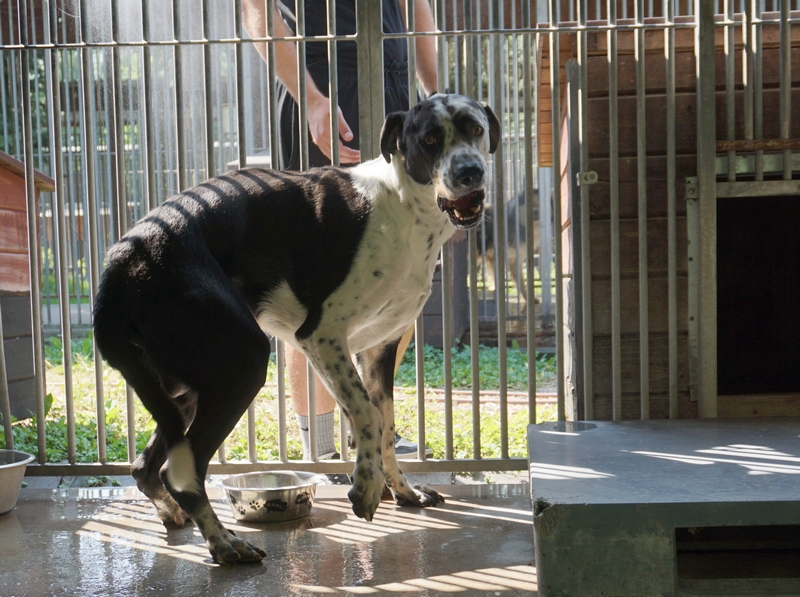 dog niemiecki mix