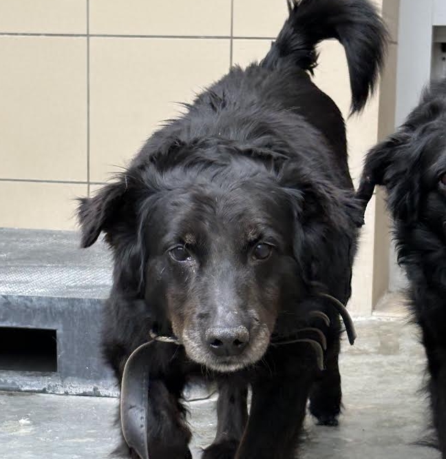 mieszaniec