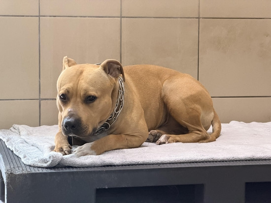 amstaff mix