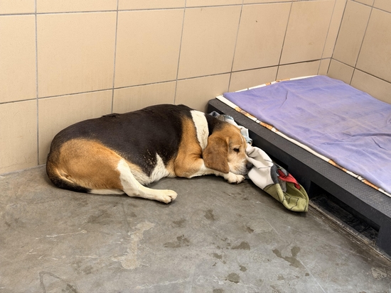 beagle mix