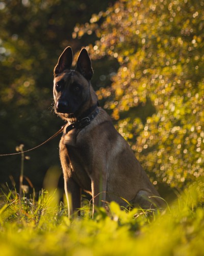 owcz. malinois mix