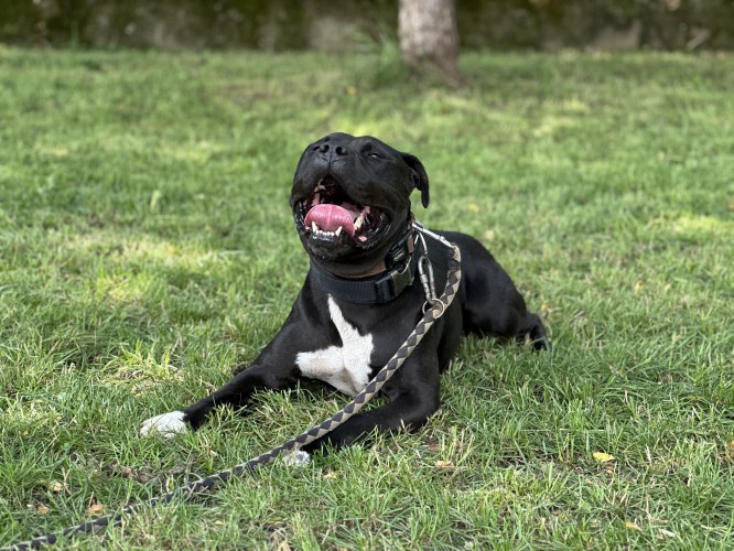 amstaff