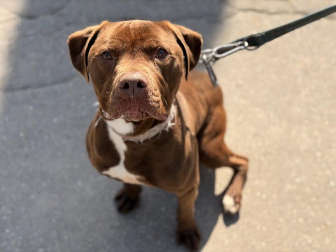 pitt-bull red nose