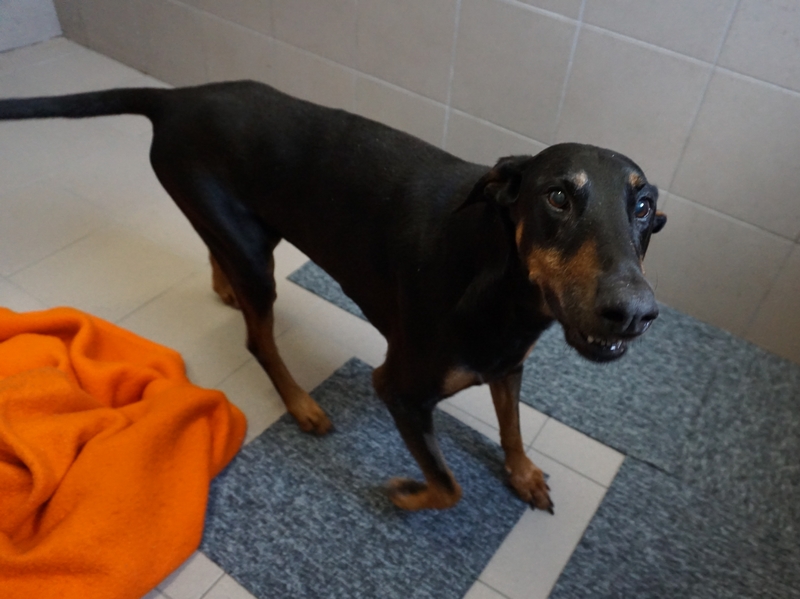 doberman mix