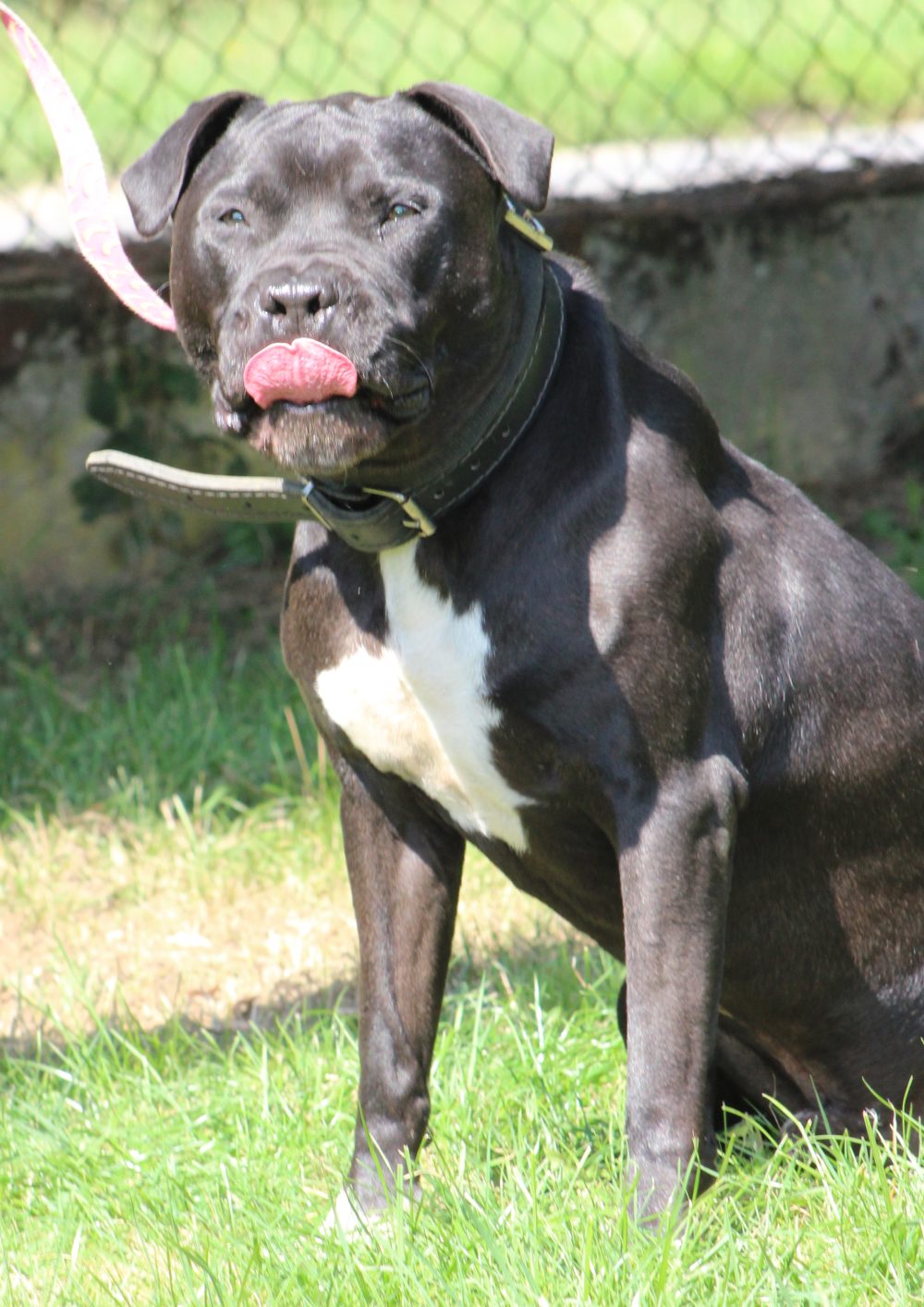 amstaff