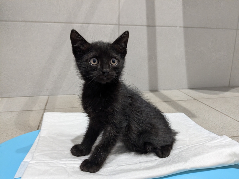 europejska