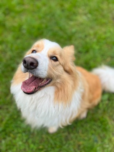 border collie mix