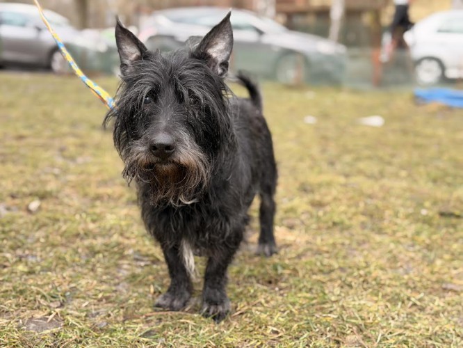 terrier