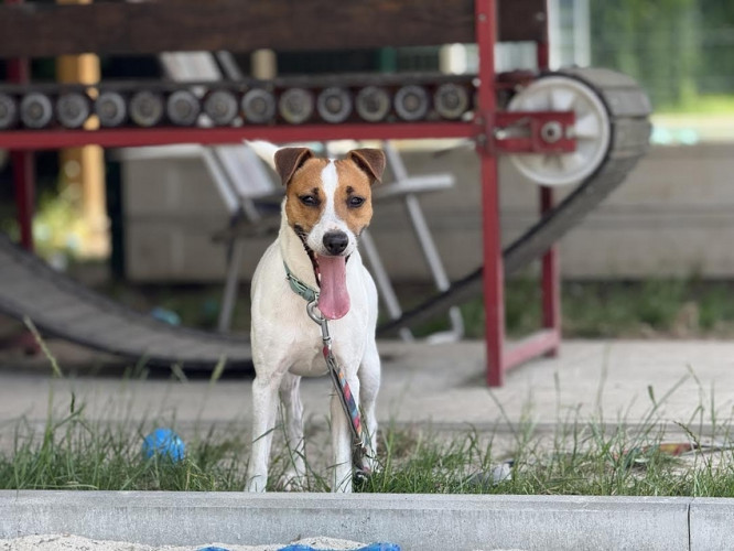 jack russell terrier mix