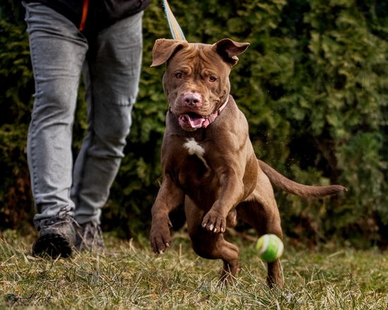 pitbull mix