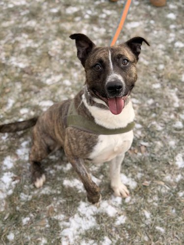 amstaff mix