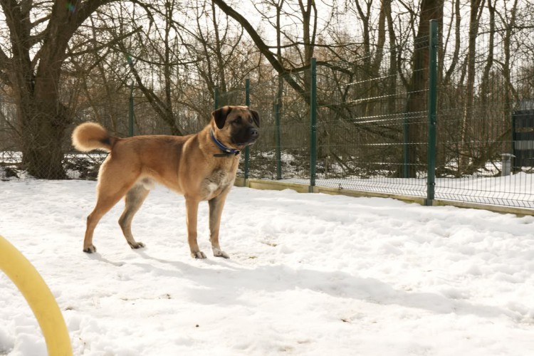 kangal mix