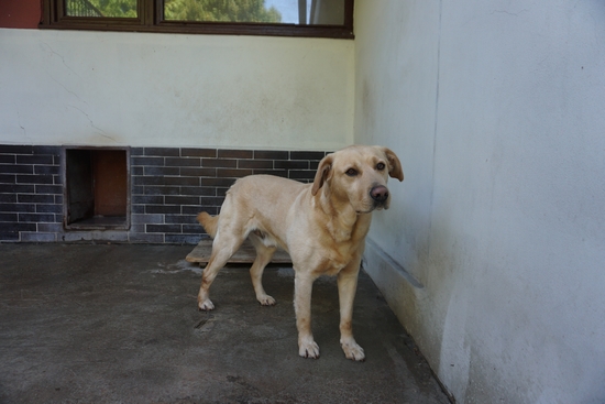 labrador mix