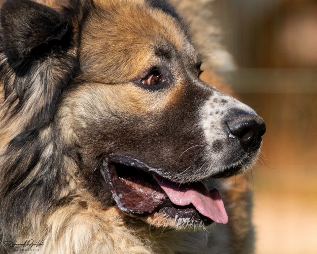 leonberger mix