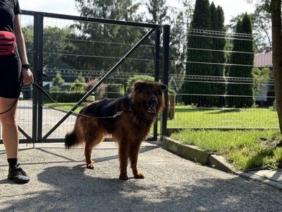 owczarek niem. mix