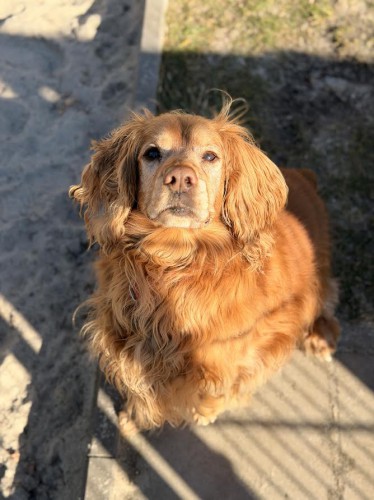 cocer spaniel