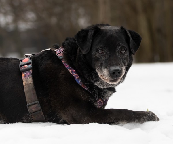 labrador mix