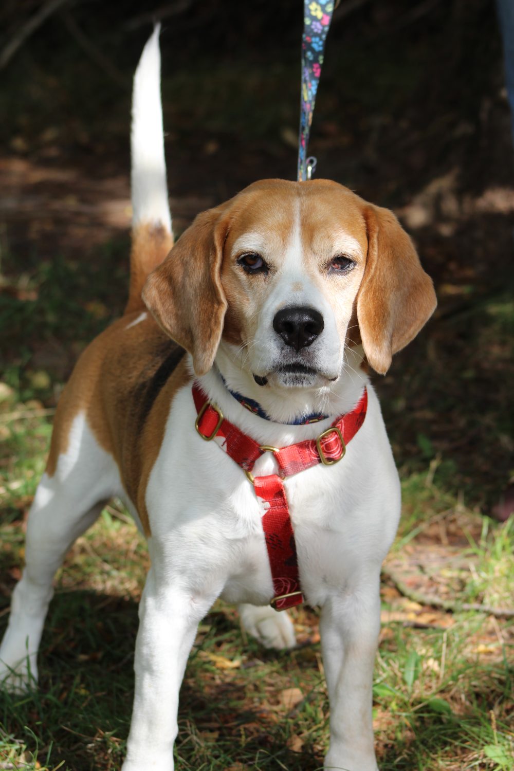 beagle
