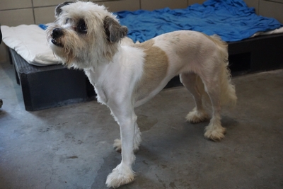 shih-tzu mix