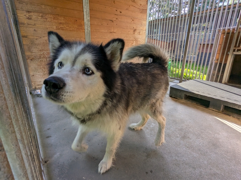 husky mix