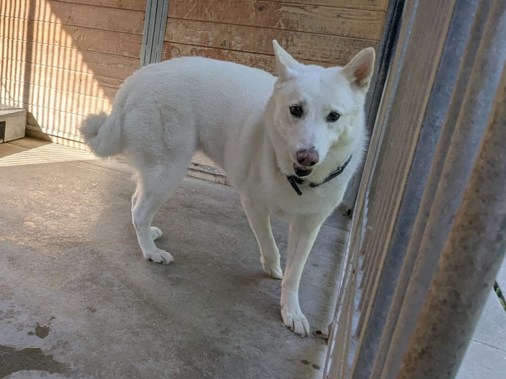 husky mix