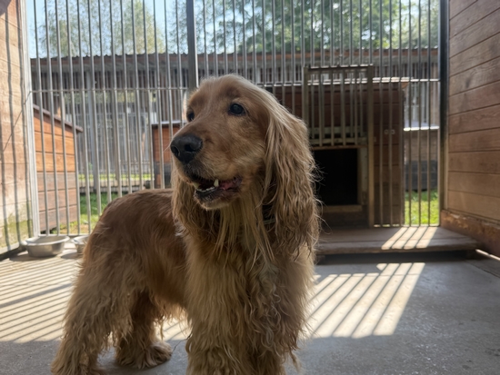 cocker spaniel mix