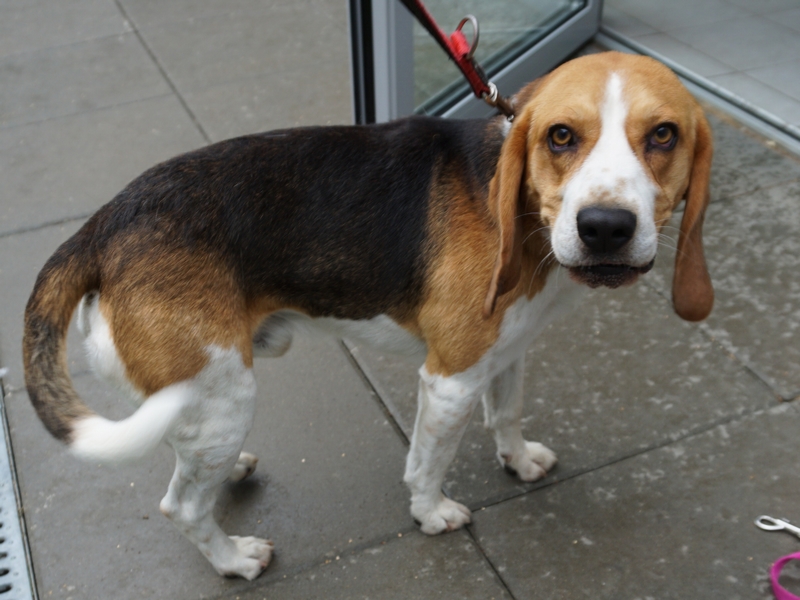 beagle mix