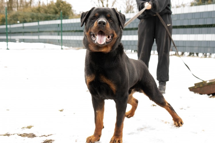 rottweiler