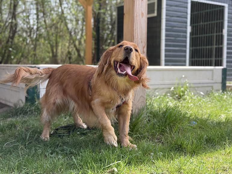 spaniel