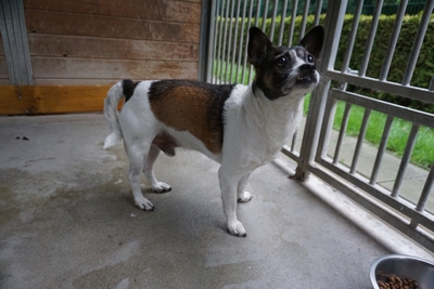 mieszaniec